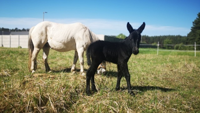 Mulica Figa to tegoroczna maskota targów w Barzkowicach. Hybryda konia i osła pojawi się tam po raz pierwszy. Impreza rozpoczęła się w piątek i potrwa do niedzieli.
