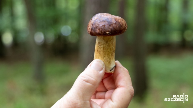 Koniec lata i początek jesieni to ulubiona pora roku dla zbieraczy grzybów. W naszych lasach króluje głównie podgrzybek i borowik szlachetny, nie brakuje również tych trujących, jak chociażby muchomor sromotnikowy.