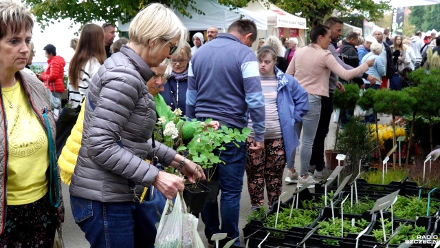 Miłośnicy roślin mogą jeszcze dziś odwiedzić Wały Chrobrego, gdzie trwa kiermasz Pamiętajcie o ogrodach.