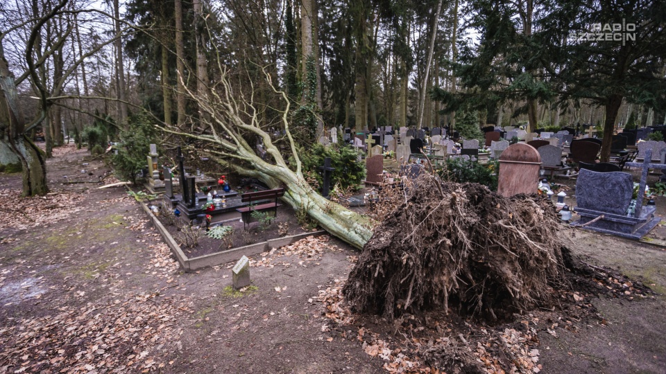 Na terenie cmentarza pracują trzy ekipy usuwające skutki żywiołu - dwie ekipy remontowe i jedna zajmująca się profesjonalnym wycinaniem drzew. Fot. Mateusz Papke [Radio Szczecin]