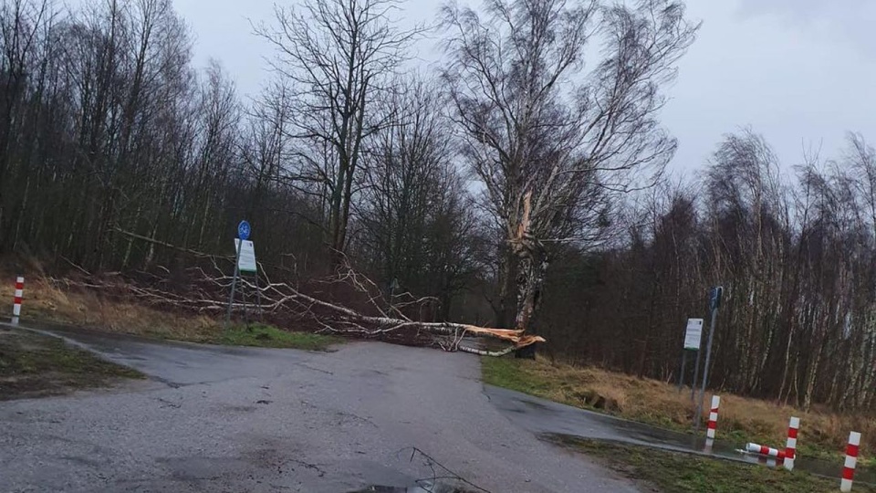 Trzebież. źródło: https://www.facebook.com/malgorzataaleksandrasiemianowska/posts/4668795219916573