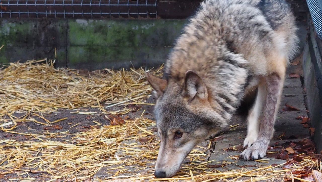 Kamyk schwytany: wilk na trzech nogach już nie grasuje w Wolińskim Parku Narodowym.
