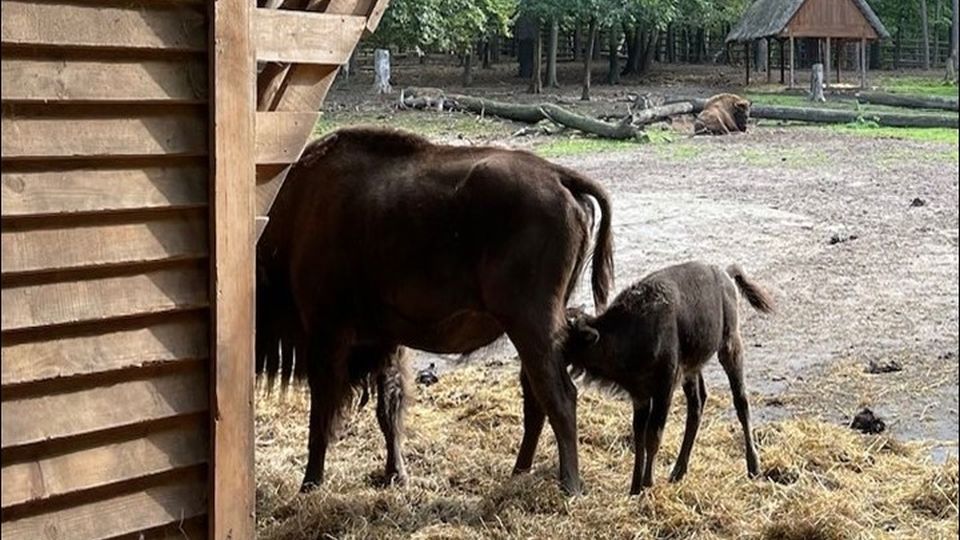 Jeszcze tylko do poniedziałkowego południa można głosować na imię dla żubrzątka z Wolina.