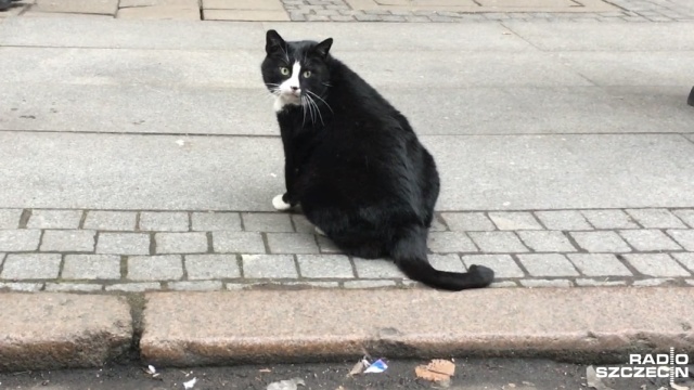 Kot Gacek. Fot. Anna Łukaszek [Radio Szczecin] Gacek dziś ma swoje święto! Niektórzy specjalnie przyjeżdżają do Szczecina, by go zobaczyć [ZDJĘCIA]