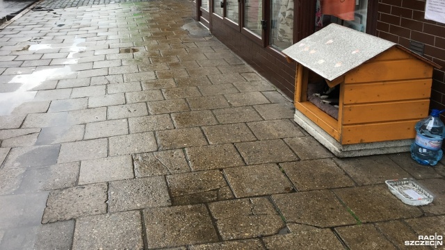 "Mieszkanie" Gacka. Fot. Anna Łukaszek [Radio Szczecin] Gacek dziś ma swoje święto! Niektórzy specjalnie przyjeżdżają do Szczecina, by go zobaczyć [ZDJĘCIA]