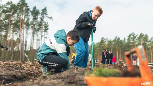 Fot. Jakub Niwa Dzieci zasadziły tysiące sosen. Ten las będzie rósł 100 lat [ZDJĘCIA, WIDEO]