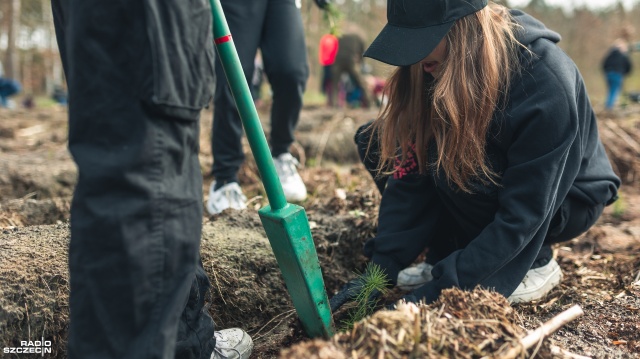 Fot. Jakub Niwa Dzieci zasadziły tysiące sosen. Ten las będzie rósł 100 lat [ZDJĘCIA, WIDEO]