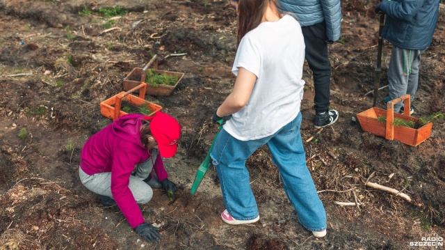 Fot. Jakub Niwa Dzieci zasadziły tysiące sosen. Ten las będzie rósł 100 lat [ZDJĘCIA, WIDEO]