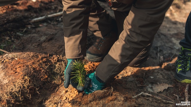 Fot. Jakub Niwa Dzieci zasadziły tysiące sosen. Ten las będzie rósł 100 lat [ZDJĘCIA, WIDEO]