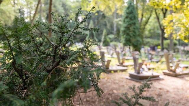 Fot. Robert Stachnik [Radio Szczecin] Komary opanowały Cmentarz Centralny [WIDEO, ZDJĘCIA]