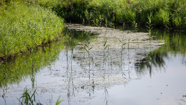 Fot. Robert Stachnik [Radio Szczecin] Plaga komarów. Entomolog wyjaśnia przyczynę [WIDEO, ZDJĘCIA]