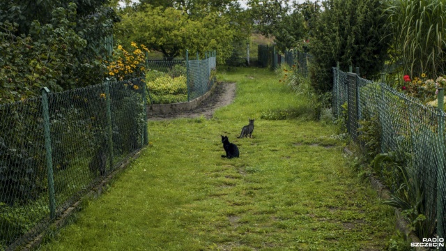 Fot. Wojciech Ochrymiuk [Radio Szczecin] Za pomoc dzikim kotom mogą stracić działkę [WIDEO, ZDJĘCIA]