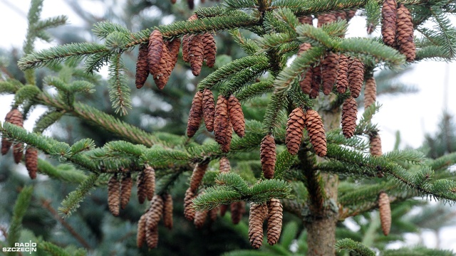 Fot. Marcin Kokolus [Radio Szczecin] Nadleśnictwo w Myśliborzu zaprasza na wycinanie choinek [ZDJĘCIA]