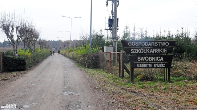 Fot. Marcin Kokolus [Radio Szczecin] Nadleśnictwo w Myśliborzu zaprasza na wycinanie choinek [ZDJĘCIA]