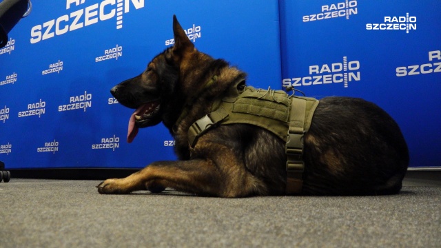 Psy tropiące z Wojsk Obrony Terytorialnej oraz ich opiekunowie Ewa Korszon-Bruzda i Mariusz Bruzda odwiedzili Radio Szczecin na Dzień Dobry. Na koniec pupile zaśpiewali naszym słuchaczom.