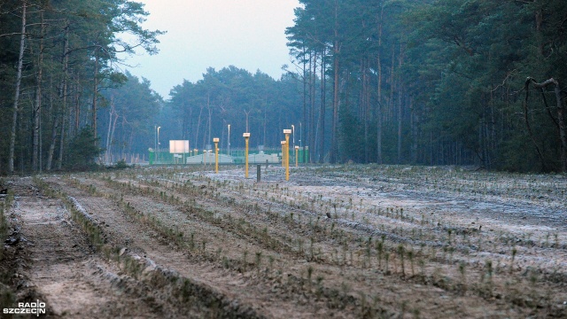 Zasadzili to, co wykarczowali. Spółka Gaz System odtworzyła las, który wycięto pod budowę gazociągu Baltic Pipe na terenie nadleśnictwa Gryfice.