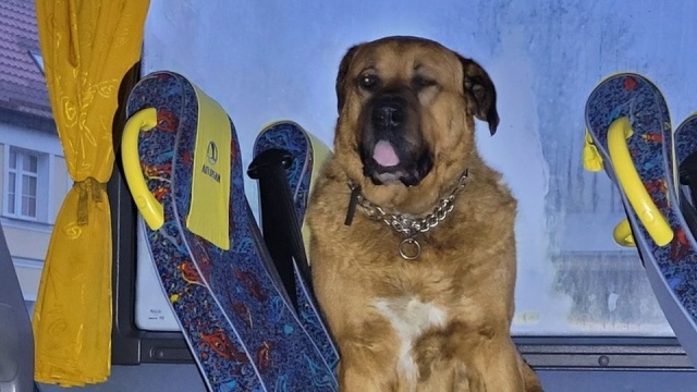 Był pies, który jeździł koleją, a w Białogardzie jest pies, który chciał jechać autobusem. Do niecodziennej interwencji doszło przy ul. 1 Maja.
