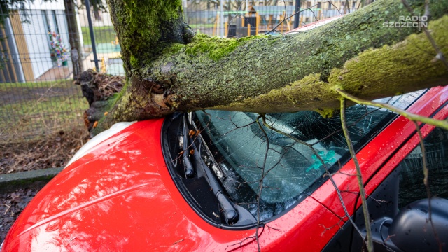 Drzewo spadło na samochód. Trasa A6 zablokowana