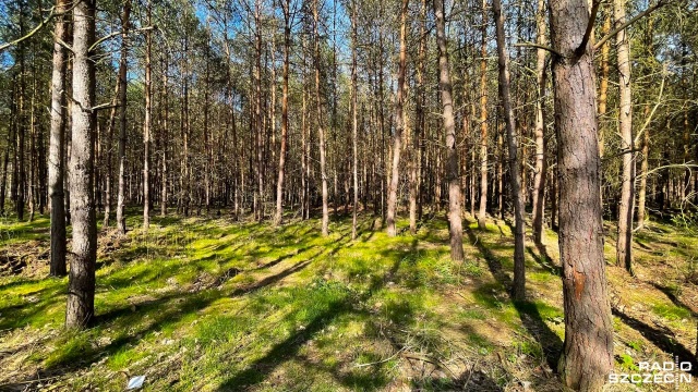 Specjalista do spraw ochrony środowiska i energetyki, doradca prezydenta Paweł Sałek uważa, że obecnie funkcjonująca ustawa o lasach przynosi wymierne i pozytywne efekty w postaci dobrego gospodarowania zasobami leśnymi.