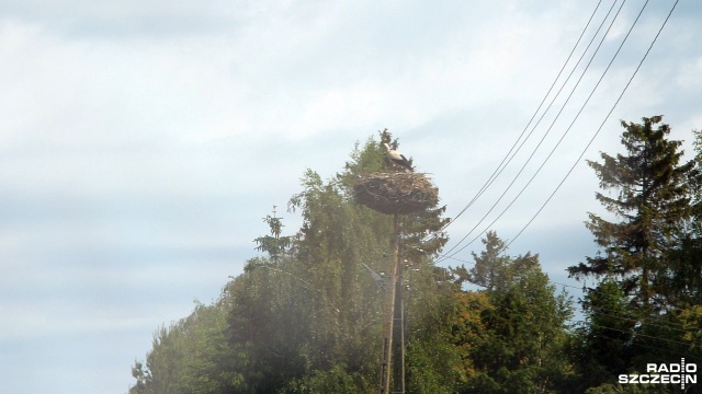 Choć wiosna - ta astronomiczna i kalendarzowa - zaczęła się już na dobre, to większość bocianów nadal nie doleciała do swoich gniazd.