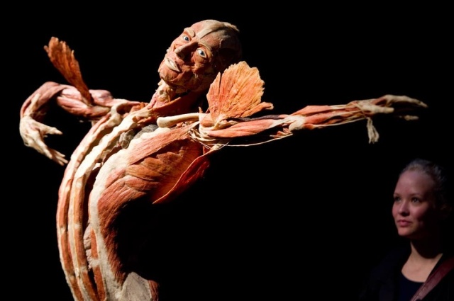 BODY WORLDS - oryginalna wystawa twórcy metody plastynacji dr. Gunthera von Hagensa po raz pierwszy zagości w Szczecinie Wystawa będzie otwarta dla widzów od 31 marca do 2 lipca 2023 r., na terenie HANZA TOWER (Piętro 2, Aleja Wyzwolenia 46). Ekspozycja autorstwa słynnego anatoma zdecydowanie wyróżnia się w historii stając się najliczniej odwiedzaną wystawą wszech czasów z łączną liczbą ponad 50 mln widzów Zachwyca już od ćwierć wieku wzbudzając ogromne emocje i zainteresowanie wszędzie tam, gdzie się pojawia.