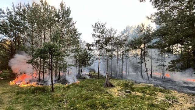 Nieodpowiedzialne zachowanie człowieka było przyczyną pożaru lasu pod Kołobrzegiem. Strażacy ostrzegają - w lasach w regionie jest sucho i należy zachować szczególną ostrożność.