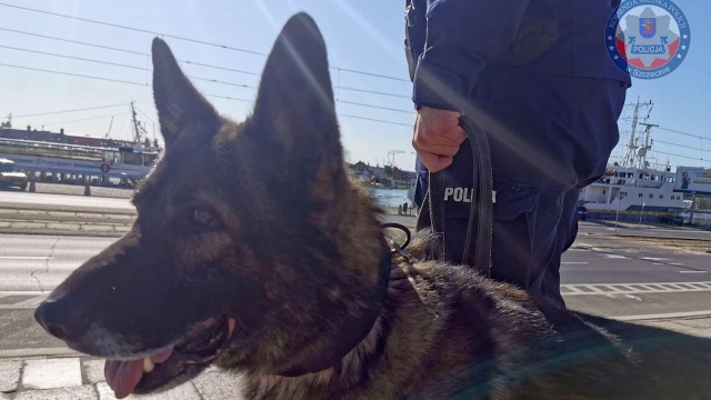 Policyjny pies Karzeł odnalazł poszukiwane dziecko, które było pod opieką pijanego ojca.