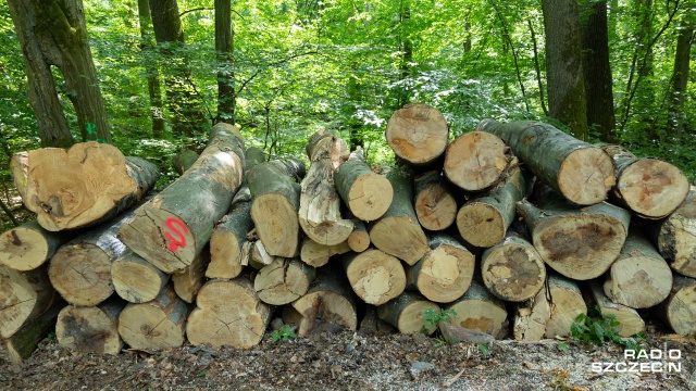 Nie trzeba się martwić o los Puszczy Bukowej choć aktywiści przez kilka dni blokowali wycinkę puszczy. Wycinka - według nich - jest nadmierna.