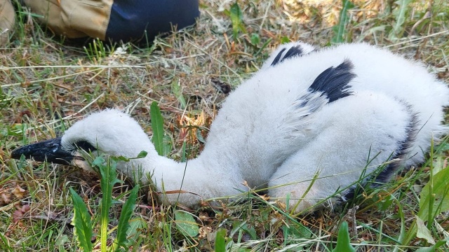 Bociany wyrzucają pisklaki z gniazda - wszystko przez panującą w regionie suszę.