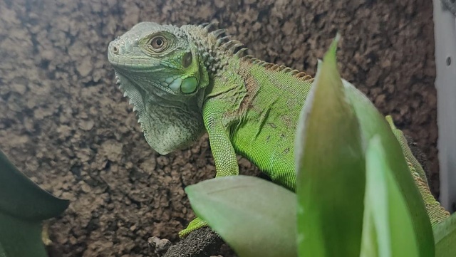 Iguana spacerowała w Szczecinie i finalnie trafiła do Ośrodka Rehabilitacji Dzikich Zwierząt Zwierzogród w Wielgowie.