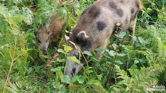 Są łaciate, w cętki i grochy. Nie o krowach tu mowa, a dzikach ze świnoujskiej wyspy Karsibór, które przez swój nietypowy wygląd stają się lokalną atrakcją.