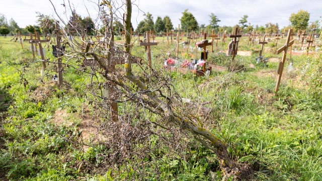 Chaszcze, połamane krzyże, wyblakłe tabliczki na grobach - tak wygląda jedna z kwater na Cmentarzu Zachodnim, przy ulicy Bronowickiej w Szczecinie.
