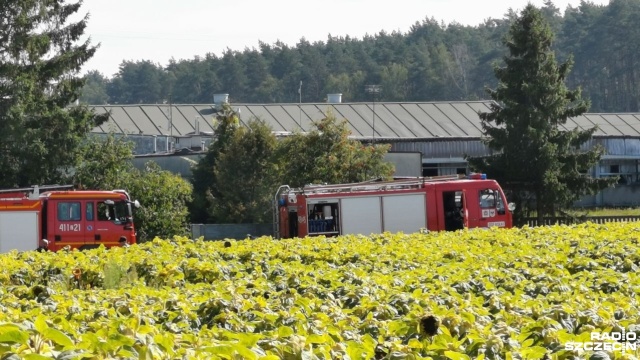 Strażacy i policjanci pod nadzorem prokuratury ustalają przyczyny pożaru, do jakiego doszło w jednym z budynków fermy trzody chlewnej w miejscowości Kołki, w powiecie choszczeńskim.