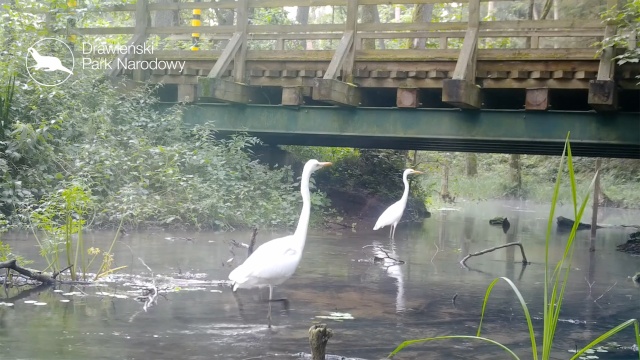 Dwie okazałe czaple białe zaobserwowano w Drawieńskim Parku Narodowym. Podczas spaceru w rzece uchwyciła je fotopułapka.