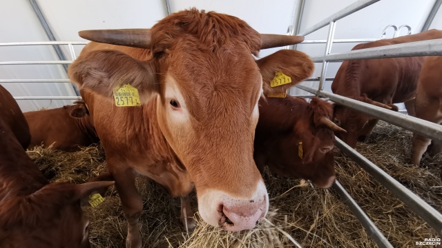 Pokazy bydła mlecznego i mięsnego przygotowane przez wiodących hodowców z regionu okazały się jednym z większych wydarzeń 35-tej edycji Targów Agro Pomerania w Barzkowicach. Przed ringiem ustawiały się kolejki odwiedzających.