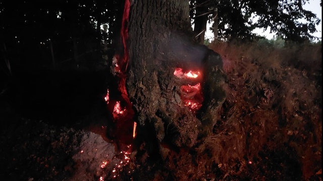 5 zastępów straży pożarnej gasiło pożar starego drzewa. Zapłonął pień przy polnej drodze w miejscowości Starnin, w powiecie Kołobrzeskim.