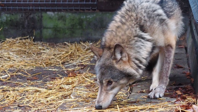 Kamyk grasuje w Wolińskim Parku Narodowym, jego władze apelują o ostrożność. To wilk, którego znają mieszkańcy okolicy. Jest charakterystyczny, bo nie ma przedniej łapy. Jest apel o niezbliżanie się do zwierzaka.