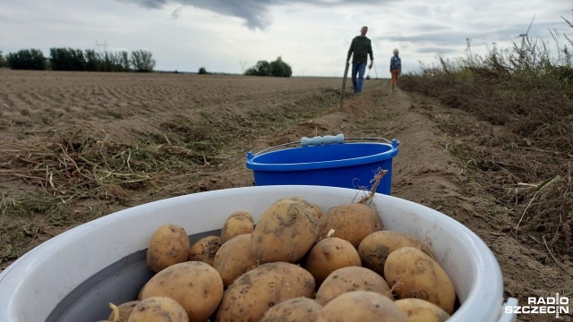Trwają wykopki w regionie. Niedługo ziemniaki z miejscowych pól trafią na nasze stoły. Rolnicy pracują, by zdążyć przed deszczami, a jak mówią, plony jesienne są obfite.