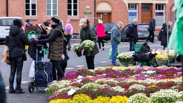 Chryzantemy i tradycyjne znicze - to głównie kupują szczecinianie na stoiskach przy Cmentarzu Centralnym w Szczecinie.