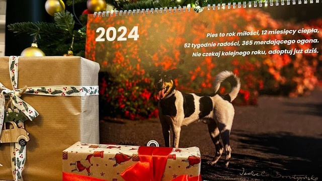 To okazja, żeby zdobyć kalendarz z wyjątkowymi modelami i modelkami i pomóc potrzebującym zwierzakom - można kupić kalendarze na 2024 rok z psami, które czekają na adopcję w Schronisku w Kiczarowie pod Stargardem.