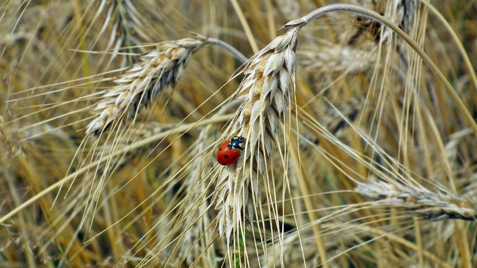 źródło: https://pixabay.com/pl/3527638/MrGajowy3/CC0 - domena publiczna