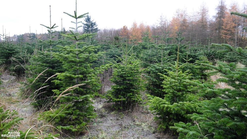Fot. Marcin Kokolus [Radio Szczecin]