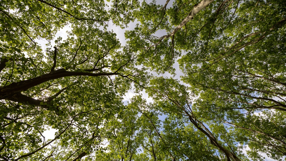 Fot. Robert Stachnik [Radio Szczecin]