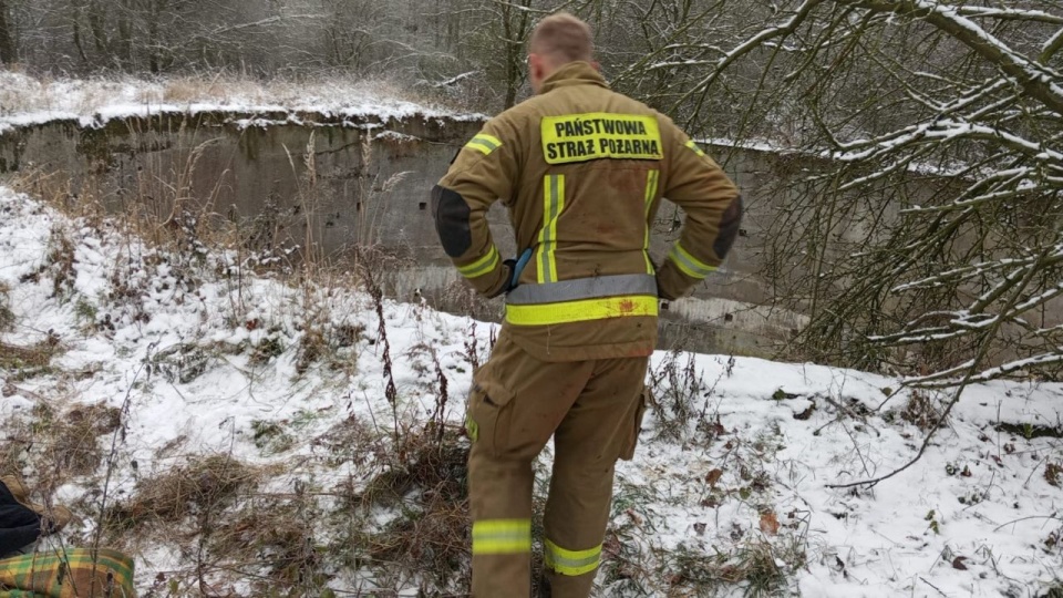 Sarnę udało się wydostać, została wypuszczona do lasu. źródło: https://www.facebook.com/straz.police
