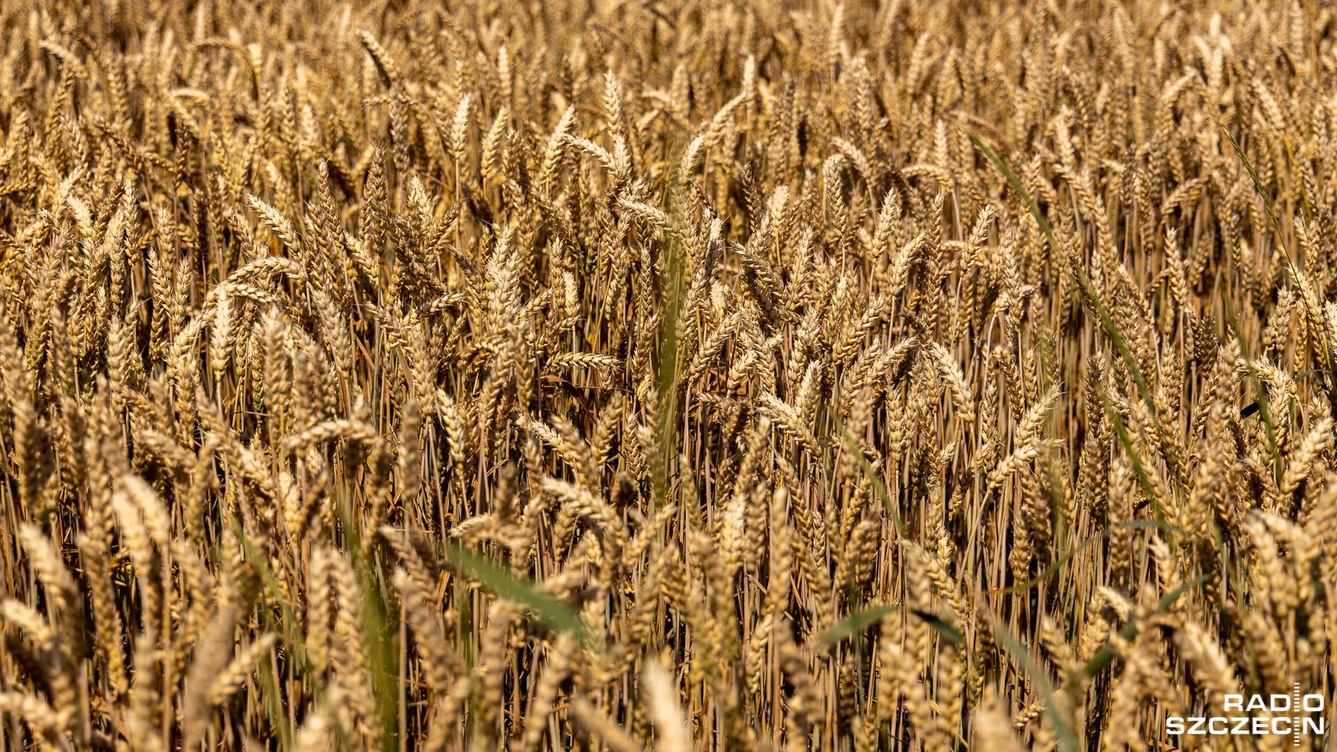 We wszystkich województwach występuje susza rolnicza - wynika z raportu puławskiego Instytutu Uprawy Nawożenia i Gleboznawstwa. Do końca maja wyschło co najmniej 20 procent upraw. Największe straty odnotowano na Mazowszu i Lubelszczyźnie.