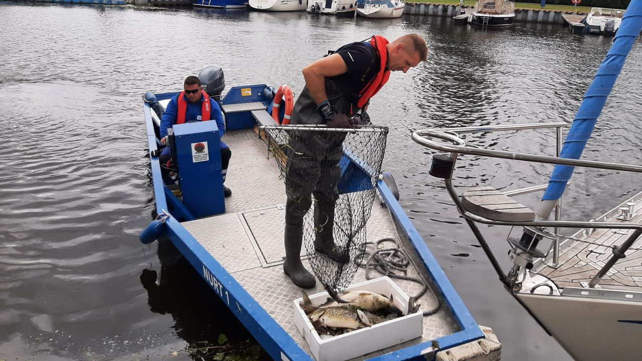 Przyducha nie była przyczyną śnięcia ryb w Lubczynie - tak wynika z pomiaru temperatury i zasolenia wody przeprowadzonego przez Wojewódzki Inspektorat Ochrony Środowiska w Szczecinie.