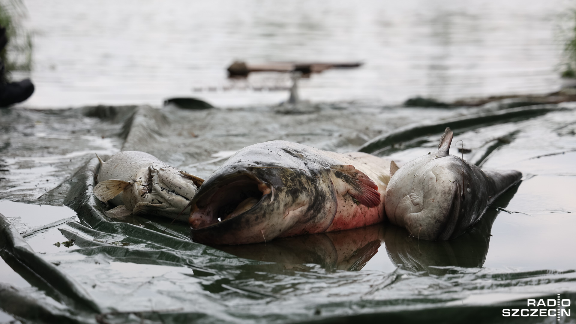 Stabilizuje się sytuacja w Kanale Gliwickim