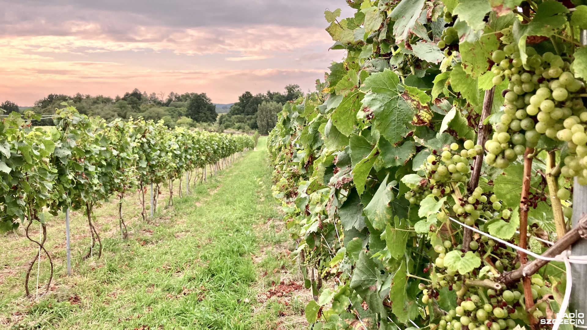 Od piątkowego południa do niedzielnego wieczoru można bezpłatnie odwiedzać winnice zlokalizowane na terenie województwa zachodniopomorskiego. W tegorocznej odsłonie udział bierze siedemnaście winnic.