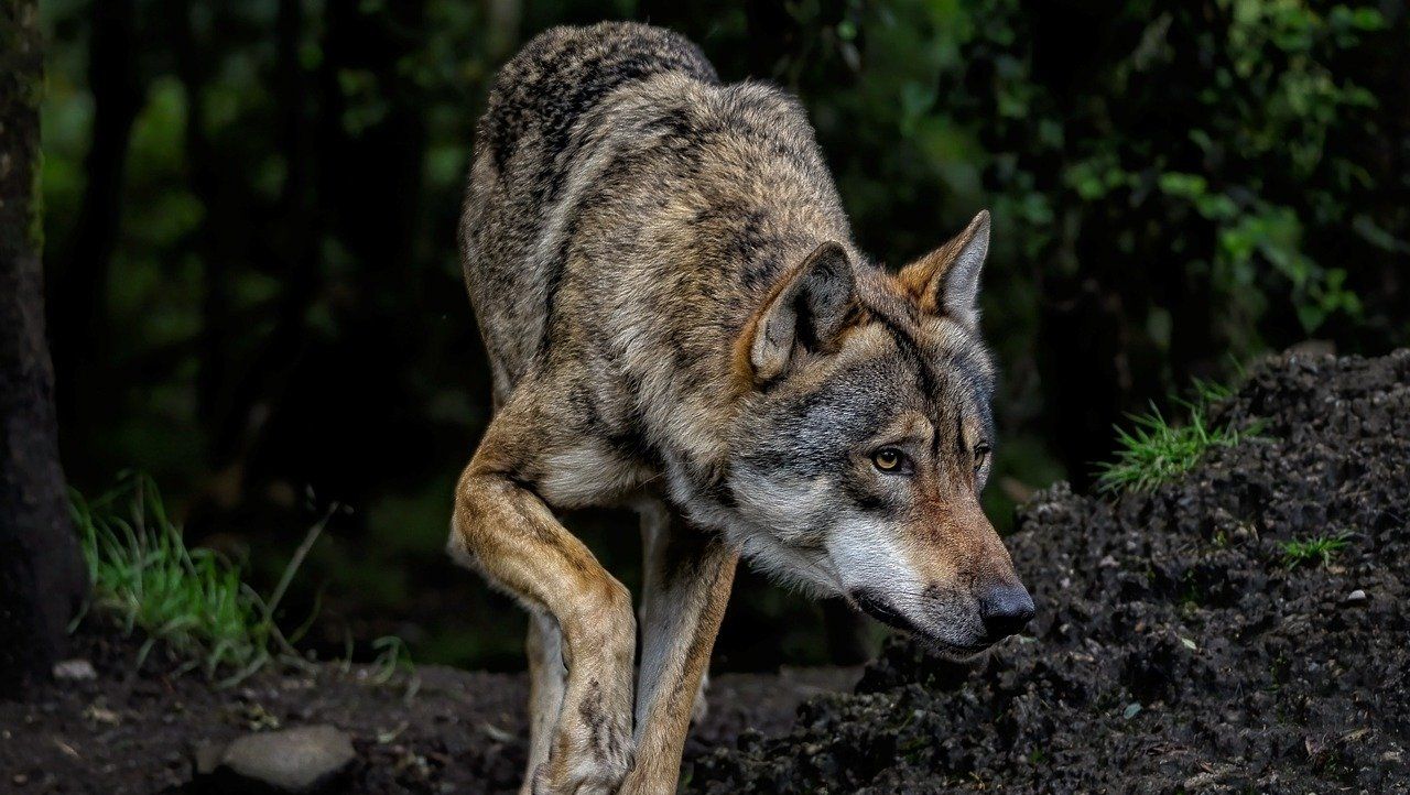 Atak wilków na zwierzęta hodowlane w regionie. Drapieżniki zaatakowały stado na terenie miejscowości Krzymów - informuje portal chojna24.pl.