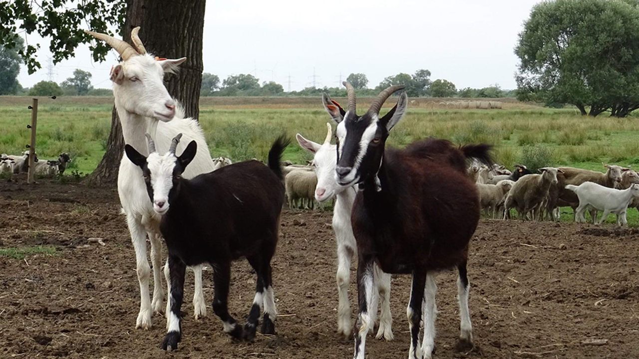 Naukowcy Zachodniopomorskiego Uniwersytetu Technologicznego w Szczecinie pomogą niemieckim hodowcom rozpoznać wczesną ciążę u owiec i kóz.
